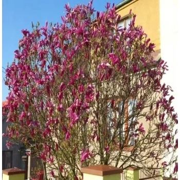 MAGNOLIA SUSAN duża roślina odporna na mróz - sadzonki 80 / 100 cm